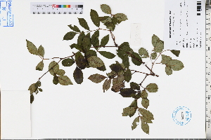  ( - GBA-DWQJM384)  @11 [ ] by-nc-sa  Xue-Jun Ge Herbarium of South China Botanical Garden