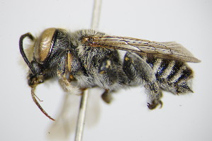 (Megachile opacifrons - BC ZSM HYM 16230)  @13 [ ] CreativeCommons - Attribution Non-Commercial Share-Alike (2015) SNSB, Zoologische Staatssammlung Muenchen SNSB, Zoologische Staatssammlung Muenchen
