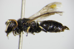  (Hylaeus glacialis - BC ZSM HYM 16231)  @12 [ ] CreativeCommons - Attribution Non-Commercial Share-Alike (2015) SNSB, Zoologische Staatssammlung Muenchen SNSB, Zoologische Staatssammlung Muenchen