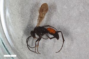  ( - ZFMK-TIS-2597888)  @11 [ ] CreativeCommons  Attribution Share-Alike (by-sa) 818 (2017) Unspecified Zoologisches Forschungsmuseum Alexander Koenig