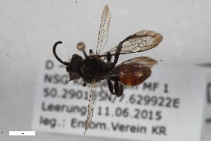  ( - ZFMK-TIS-2597942)  @12 [ ] CreativeCommons  Attribution Share-Alike (by-sa) 818 (2017) Unspecified Zoologisches Forschungsmuseum Alexander Koenig