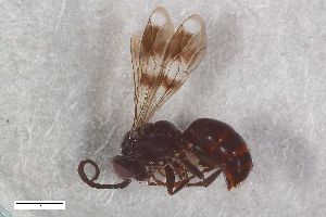  ( - ZFMK-TIS-2603546)  @11 [ ] CreativeCommons  Attribution Share-Alike (by-sa) 818 (2017) Unspecified Zoologisches Forschungsmuseum Alexander Koenig