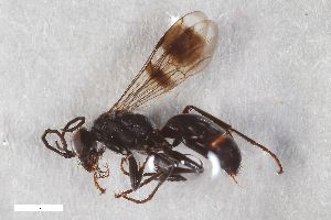  ( - ZFMK-TIS-2603551)  @11 [ ] CreativeCommons  Attribution Share-Alike (by-sa) 818 (2017) Unspecified Zoologisches Forschungsmuseum Alexander Koenig