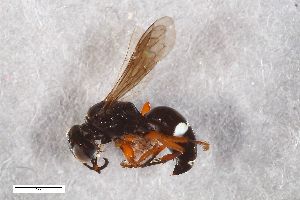  ( - ZFMK-TIS-2603573)  @11 [ ] CreativeCommons  Attribution Share-Alike (by-sa) 818 (2017) Unspecified Zoologisches Forschungsmuseum Alexander Koenig