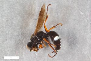  ( - ZFMK-TIS-2603574)  @11 [ ] CreativeCommons  Attribution Share-Alike (by-sa) 818 (2017) Unspecified Zoologisches Forschungsmuseum Alexander Koenig