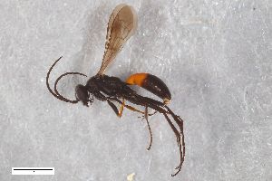  ( - ZFMK-TIS-2603630)  @11 [ ] CreativeCommons  Attribution Share-Alike (by-sa) 818 (2017) Unspecified Zoologisches Forschungsmuseum Alexander Koenig