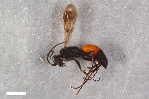  ( - ZFMK-TIS-2603643)  @11 [ ] CreativeCommons  Attribution Share-Alike (by-sa) 818 (2017) Unspecified Zoologisches Forschungsmuseum Alexander Koenig