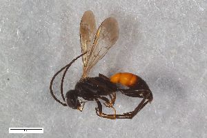  ( - ZFMK-TIS-2603644)  @11 [ ] CreativeCommons  Attribution Share-Alike (by-sa) 818 (2017) Unspecified Zoologisches Forschungsmuseum Alexander Koenig