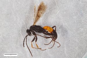  ( - ZFMK-TIS-2603645)  @11 [ ] CreativeCommons  Attribution Share-Alike (by-sa) 818 (2017) Unspecified Zoologisches Forschungsmuseum Alexander Koenig