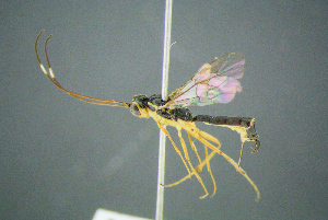  ( - BC-ZSM-HYM-23653-E04)  @11 [ ] CreativeCommons - Attribution Non-Commercial Share-Alike (2017) SNSB, Staatliche Naturwissenschaftliche Sammlungen Bayerns ZSM (SNSB, Zoologische Staatssammlung Muenchen)