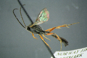  ( - BC-ZSM-HYM-23653-G07)  @12 [ ] CreativeCommons - Attribution Non-Commercial Share-Alike (2017) SNSB, Staatliche Naturwissenschaftliche Sammlungen Bayerns ZSM (SNSB, Zoologische Staatssammlung Muenchen)