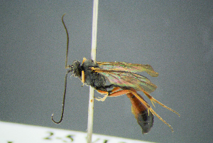  ( - BC-ZSM-HYM-23653-G10)  @11 [ ] CreativeCommons - Attribution Non-Commercial Share-Alike (2017) SNSB, Staatliche Naturwissenschaftliche Sammlungen Bayerns ZSM (SNSB, Zoologische Staatssammlung Muenchen)