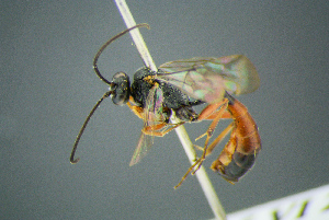  ( - BC-ZSM-HYM-23653-G11)  @11 [ ] CreativeCommons - Attribution Non-Commercial Share-Alike (2017) SNSB, Staatliche Naturwissenschaftliche Sammlungen Bayerns ZSM (SNSB, Zoologische Staatssammlung Muenchen)