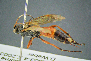  ( - BC-ZSM-HYM-23653-G12)  @11 [ ] CreativeCommons - Attribution Non-Commercial Share-Alike (2017) SNSB, Staatliche Naturwissenschaftliche Sammlungen Bayerns ZSM (SNSB, Zoologische Staatssammlung Muenchen)