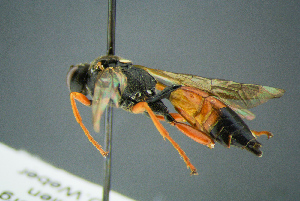  ( - BC-ZSM-HYM-23653-H01)  @13 [ ] CreativeCommons - Attribution Non-Commercial Share-Alike (2017) SNSB, Staatliche Naturwissenschaftliche Sammlungen Bayerns ZSM (SNSB, Zoologische Staatssammlung Muenchen)