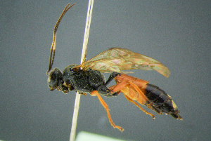  ( - BC-ZSM-HYM-23653-H02)  @11 [ ] CreativeCommons - Attribution Non-Commercial Share-Alike (2017) SNSB, Staatliche Naturwissenschaftliche Sammlungen Bayerns ZSM (SNSB, Zoologische Staatssammlung Muenchen)