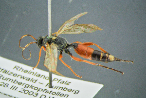  ( - BC-ZSM-HYM-23653-H05)  @11 [ ] CreativeCommons - Attribution Non-Commercial Share-Alike (2017) SNSB, Staatliche Naturwissenschaftliche Sammlungen Bayerns ZSM (SNSB, Zoologische Staatssammlung Muenchen)