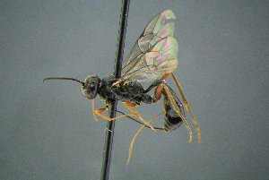 ( - BC-ZSM-HYM-27454-A08)  @13 [ ] CreativeCommons - Attribution Non-Commercial Share-Alike (2017) SNSB, Staatliche Naturwissenschaftliche Sammlungen Bayerns ZSM (SNSB, Zoologische Staatssammlung Muenchen)