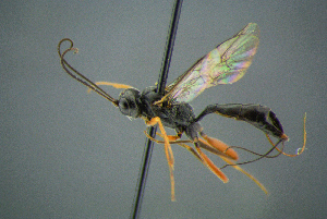  ( - BC-ZSM-HYM-27454-A09)  @13 [ ] CreativeCommons - Attribution Non-Commercial Share-Alike (2017) SNSB, Staatliche Naturwissenschaftliche Sammlungen Bayerns ZSM (SNSB, Zoologische Staatssammlung Muenchen)