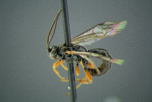  ( - BC-ZSM-HYM-27454-C01)  @13 [ ] CreativeCommons - Attribution Non-Commercial Share-Alike (2017) SNSB, Staatliche Naturwissenschaftliche Sammlungen Bayerns ZSM (SNSB, Zoologische Staatssammlung Muenchen)