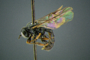  ( - BC-ZSM-HYM-27454-D03)  @11 [ ] CreativeCommons - Attribution Non-Commercial Share-Alike (2017) SNSB, Staatliche Naturwissenschaftliche Sammlungen Bayerns ZSM (SNSB, Zoologische Staatssammlung Muenchen)