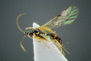  ( - BC-ZSM-HYM-27454-D11)  @11 [ ] CreativeCommons - Attribution Non-Commercial Share-Alike (2017) SNSB, Staatliche Naturwissenschaftliche Sammlungen Bayerns ZSM (SNSB, Zoologische Staatssammlung Muenchen)