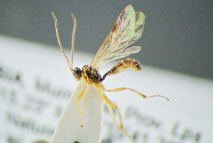 ( - BC-ZSM-HYM-27454-F02)  @11 [ ] CreativeCommons - Attribution Non-Commercial Share-Alike (2017) SNSB, Staatliche Naturwissenschaftliche Sammlungen Bayerns ZSM (SNSB, Zoologische Staatssammlung Muenchen)