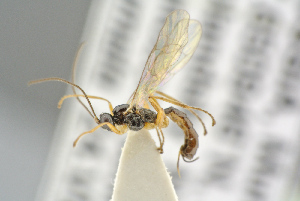  ( - BC-ZSM-HYM-27505-D01)  @12 [ ] CreativeCommons - Attribution Non-Commercial Share-Alike (2017) SNSB, Staatliche Naturwissenschaftliche Sammlungen Bayerns ZSM (SNSB, Zoologische Staatssammlung Muenchen)