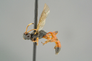  ( - BC ZSM HYM 19794)  @12 [ ] CreativeCommons - Attribution Non-Commercial Share-Alike (2017) SNSB, Staatliche Naturwissenschaftliche Sammlungen Bayerns ZSM (SNSB, Zoologische Staatssammlung Muenchen)