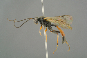  (Tryphon bidentatus - BC ZSM HYM 19847)  @14 [ ] CreativeCommons - Attribution Non-Commercial Share-Alike (2017) SNSB, Staatliche Naturwissenschaftliche Sammlungen Bayerns ZSM (SNSB, Zoologische Staatssammlung Muenchen)