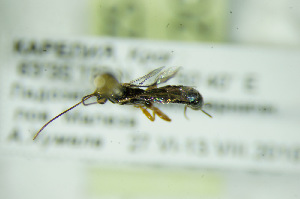  ( - BC ZSM HYM 20909)  @12 [ ] CreativeCommons - Attribution Non-Commercial Share-Alike (2014) Stefan Schmidt SNSB, Zoologische Staatssammlung Muenchen