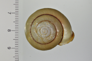  ( - SDNCU-A1169)  @14 [ ] Copyright (2014) Unspecified Specimen depository of the Graduate School of Natural Sciences, Nagoya City University