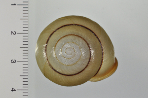  ( - SDNCU-A1170)  @14 [ ] Copyright (2014) Unspecified Specimen depository of the Graduate School of Natural Sciences, Nagoya City University