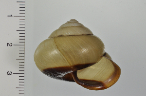  ( - SDNCU-A1170)  @14 [ ] Copyright (2014) Unspecified Specimen depository of the Graduate School of Natural Sciences, Nagoya City University