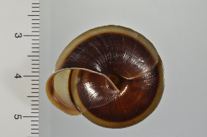  ( - SDNCU-A1168)  @14 [ ] Copyright (2014) Unspecified Specimen depository of the Graduate School of Natural Sciences, Nagoya City University
