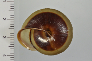  ( - SDNCU-A1170)  @14 [ ] Copyright (2014) Unspecified Specimen depository of the Graduate School of Natural Sciences, Nagoya City University