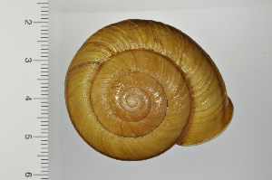  (Euhadra awaensis - SDNCU-A1116)  @14 [ ] Copyright (2014) Unspecified Specimen depository of the Graduate School of Natural Sciences, Nagoya City University