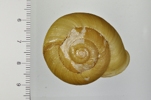  ( - SDNCU-A1191)  @14 [ ] Copyright (2014) Unspecified Specimen depository of the Graduate School of Natural Sciences, Nagoya City University