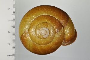  ( - SDNCU-A1368)  @14 [ ] Copyright (2014) Unspecified Specimen depository of the Graduate School of Natural Sciences, Nagoya City University