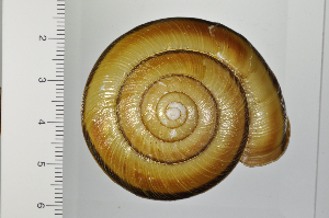  ( - SDNCU-A1369)  @14 [ ] Copyright (2014) Unspecified Specimen depository of the Graduate School of Natural Sciences, Nagoya City University