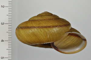  ( - SDNCU-A1190)  @14 [ ] Copyright (2014) Unspecified Specimen depository of the Graduate School of Natural Sciences, Nagoya City University