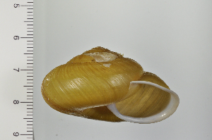  ( - SDNCU-A1191)  @14 [ ] Copyright (2014) Unspecified Specimen depository of the Graduate School of Natural Sciences, Nagoya City University