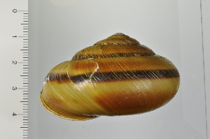  ( - SDNCU-A1369)  @14 [ ] Copyright (2014) Unspecified Specimen depository of the Graduate School of Natural Sciences, Nagoya City University
