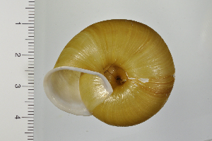  ( - SDNCU-A1191)  @14 [ ] Copyright (2014) Unspecified Specimen depository of the Graduate School of Natural Sciences, Nagoya City University