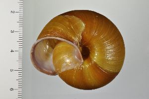  ( - SDNCU-A1368)  @14 [ ] Copyright (2014) Unspecified Specimen depository of the Graduate School of Natural Sciences, Nagoya City University