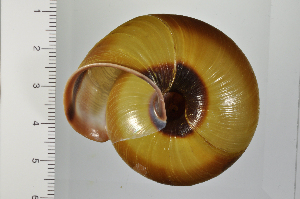  ( - SDNCU-A1369)  @14 [ ] Copyright (2014) Unspecified Specimen depository of the Graduate School of Natural Sciences, Nagoya City University