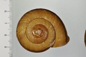  ( - SDNCU-A1192)  @14 [ ] Copyright (2014) Unspecified Specimen depository of the Graduate School of Natural Sciences, Nagoya City University