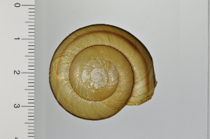  (Euhadra latispira - SDNCU-A1224)  @14 [ ] Copyright (2014) Unspecified Specimen depository of the Graduate School of Natural Sciences, Nagoya City University