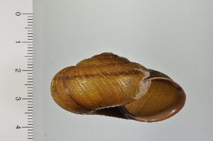  ( - SDNCU-A1192)  @14 [ ] Copyright (2014) Unspecified Specimen depository of the Graduate School of Natural Sciences, Nagoya City University