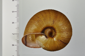  ( - SDNCU-A1192)  @14 [ ] Copyright (2014) Unspecified Specimen depository of the Graduate School of Natural Sciences, Nagoya City University